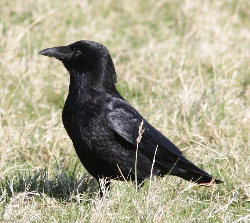 Carrion Crow