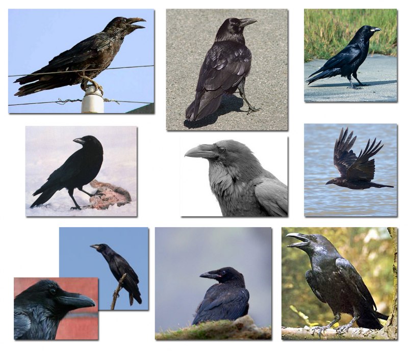 Corvus Corax птица