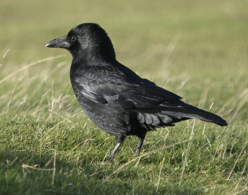 Семейство врановые - Corvidae