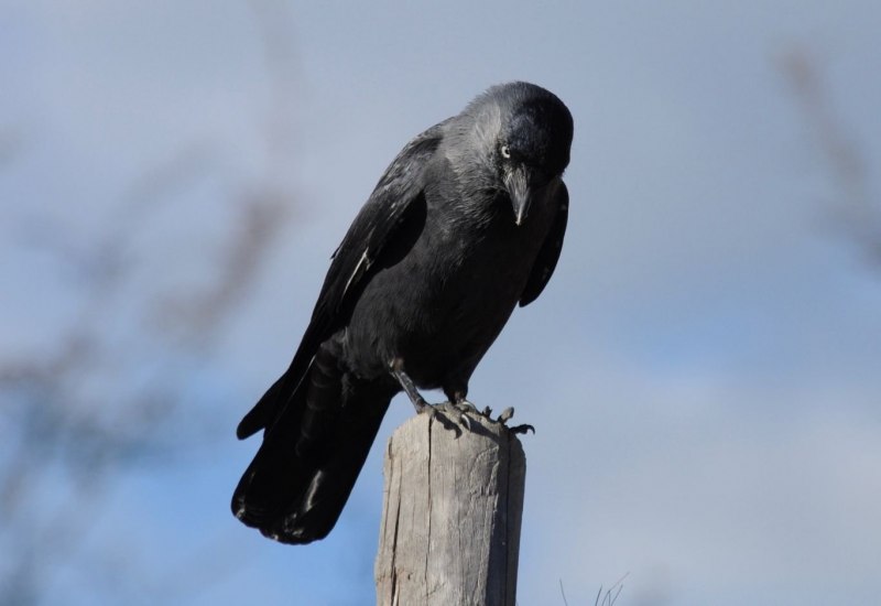 Carrion Crow