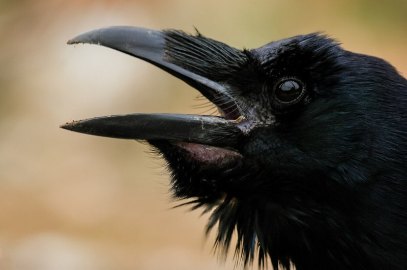 Corvus leucognaphalus
