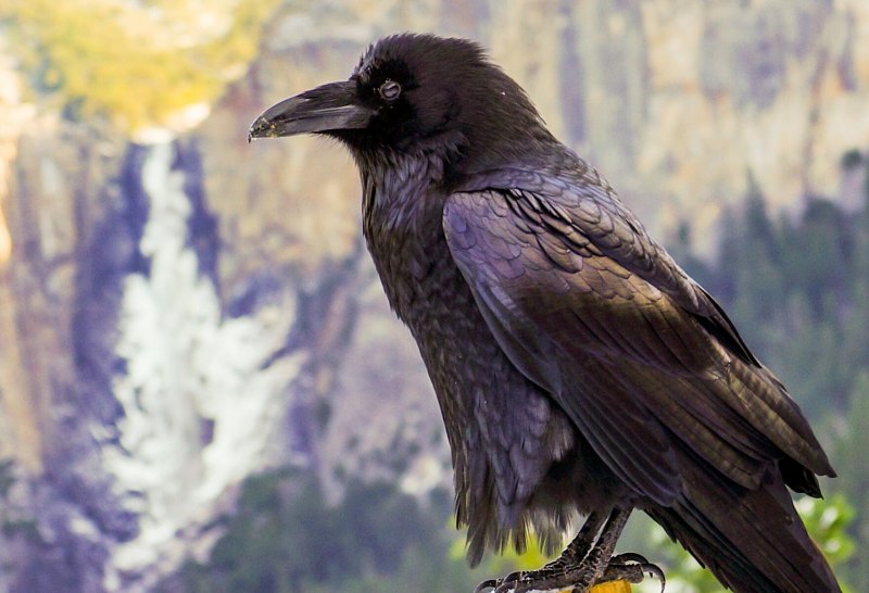 Crow and Raven