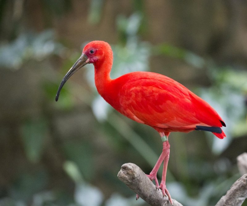 Красный ибис птица (75 фото)