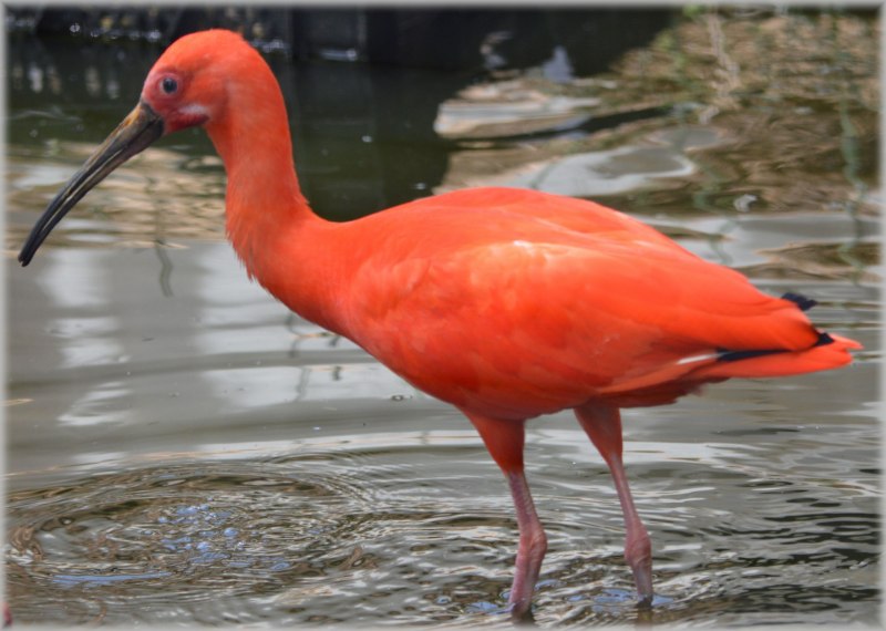 Ибисы Южной Америки