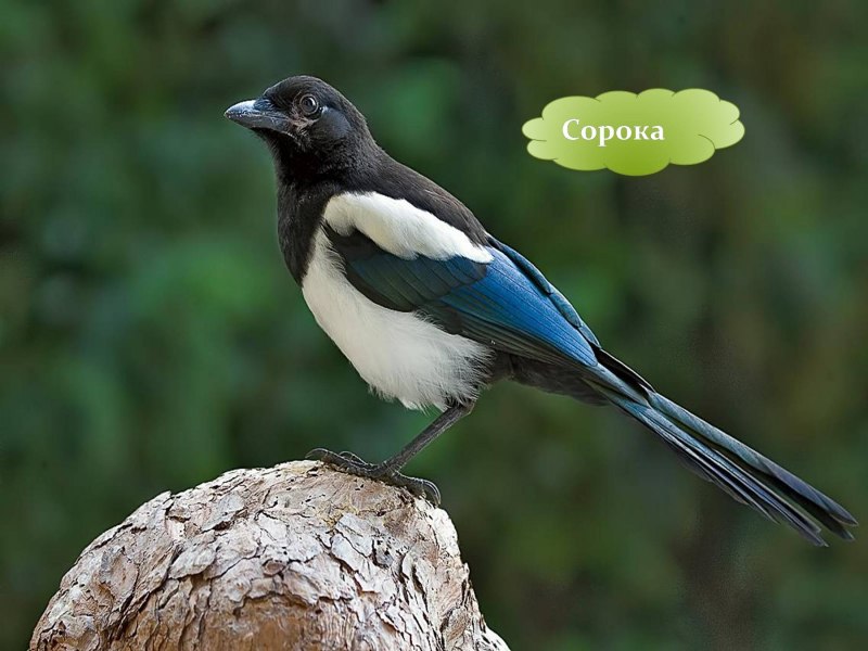 Сороки стая