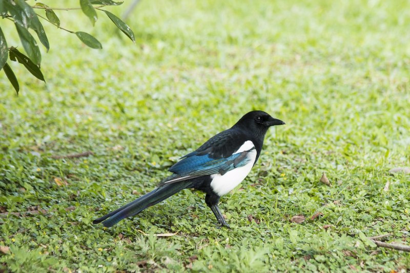 Сорока- Magpie
