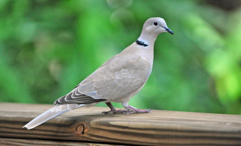 Кольчатая Горлица Streptopelia decaocto