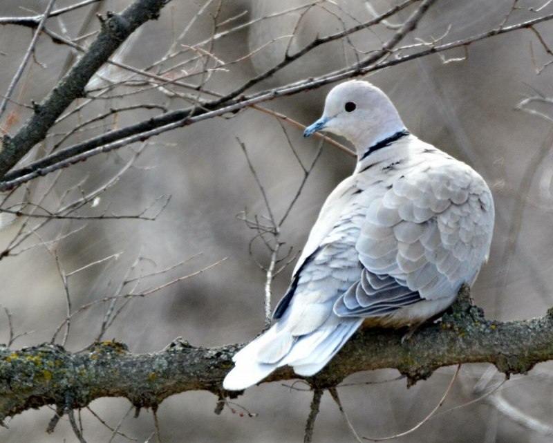 Кольчатая Горлица Streptopelia decaocto