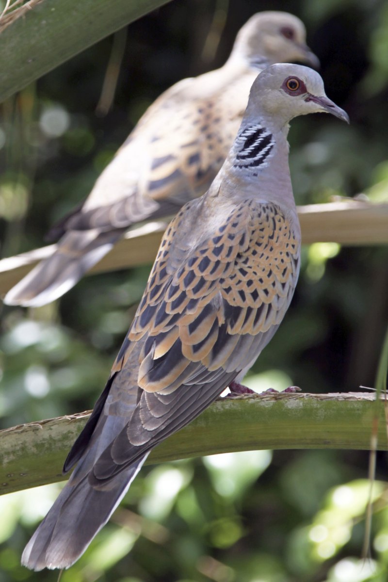 Обыкновенная Горлица (Streptopelia Turtur)