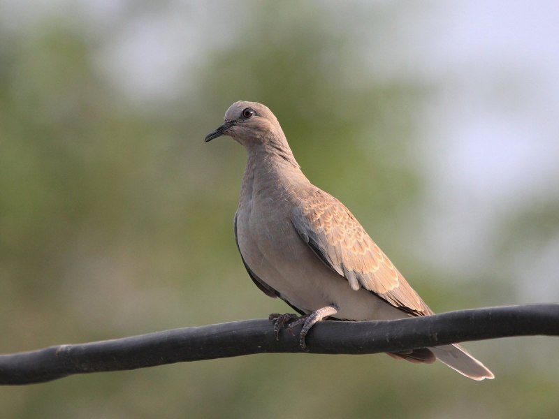 Обыкновенная Горлица (Streptopelia Turtur)