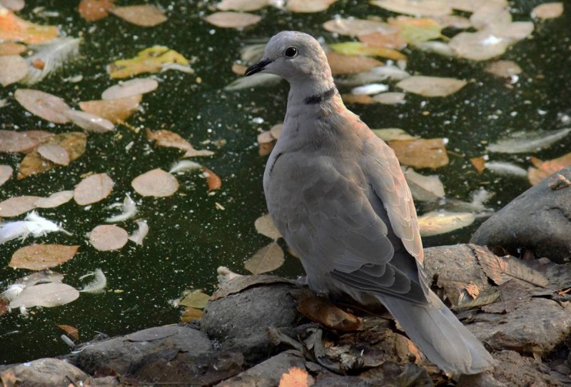 Кольчатая Горлица (Streptopelia bitorquata)