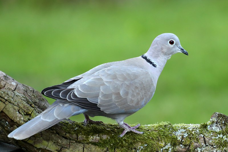 Кольчатая Горлица Streptopelia decaocto