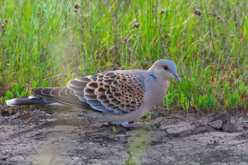 Горлица большая (Streptopelia orientalis)