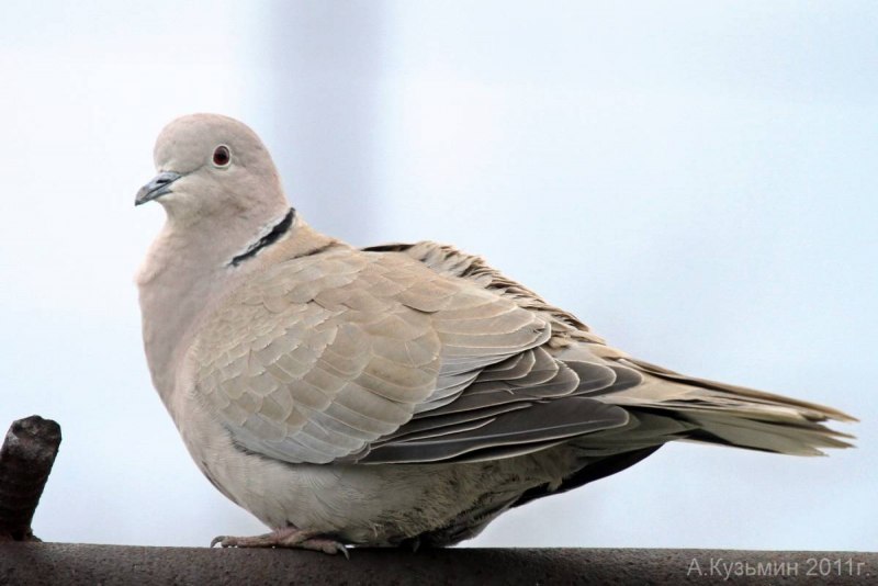 Кольчатая Горлица (Streptopelia bitorquata)