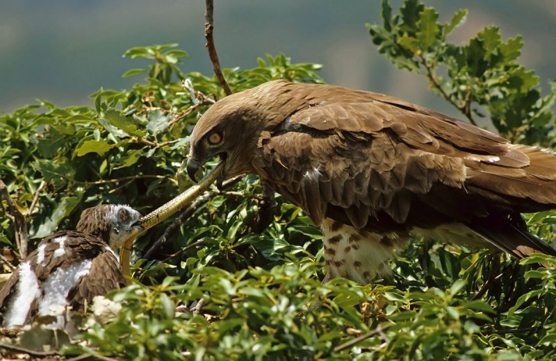 Змееяд Circaetus gallicus Gmelin