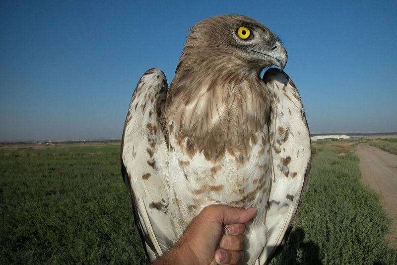 Змееяд Circaetus gallicus