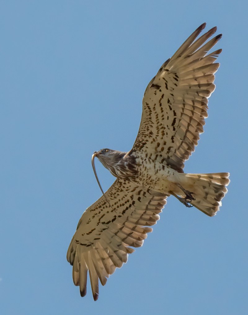 Circaetus gallicus