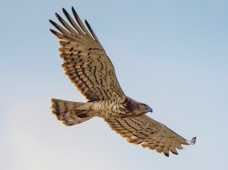 Змееяд Circaetus gallicus Gmelin