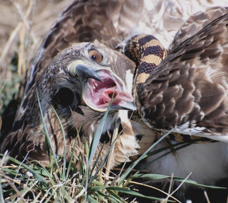 Short-toed Eagle