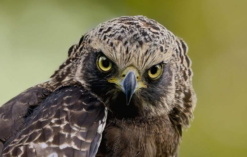 Circaetus gallicus