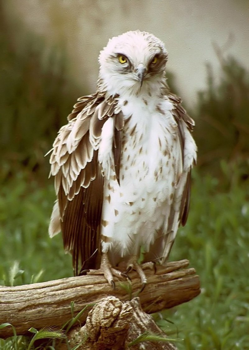 Змееяд (Circaetus gallicus (Gmelin, 1788))