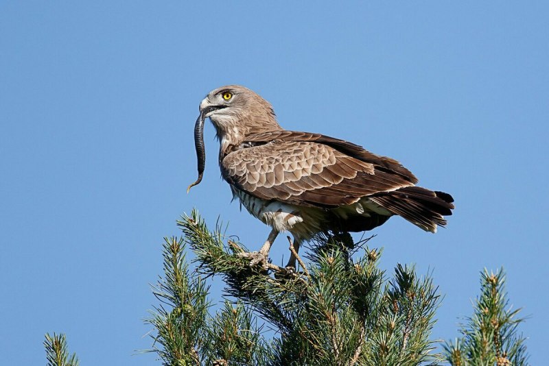 Канюк, чеглок, Змееяд