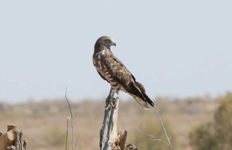 Змееяд Circaetus gallicus Gmelin