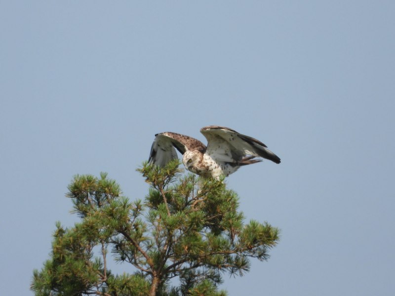 Змееяд (Circaetus gallicus (Gmelin, 1788))