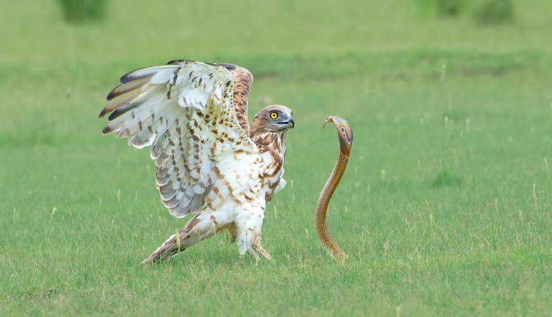 Змееяд (Circaetus gallicus (Gmelin, 1788))
