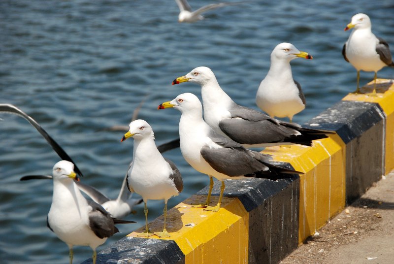 Чайка Seagull
