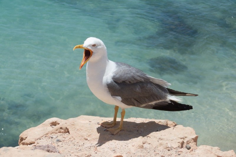 Чайкой (Seagull 4a)