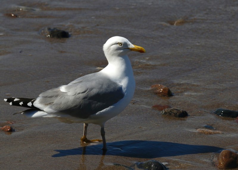 Black backed Gull Балтийское море