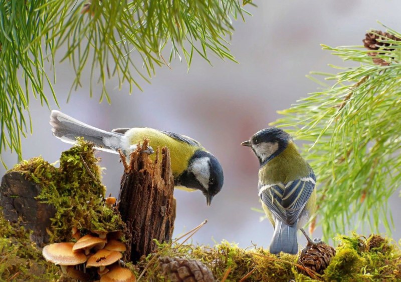 Природа птицы