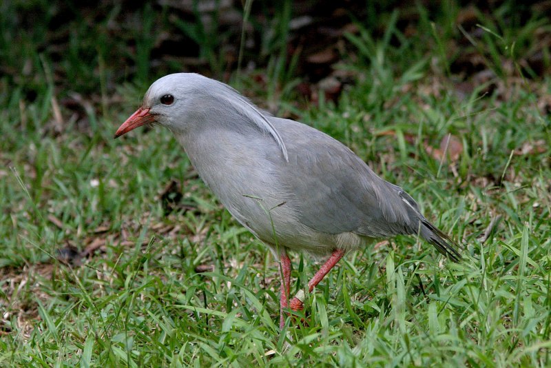 Кагу (Rhynochetos jubatus)
