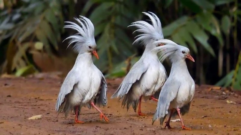 Кагу (Rhynochetos jubatus)