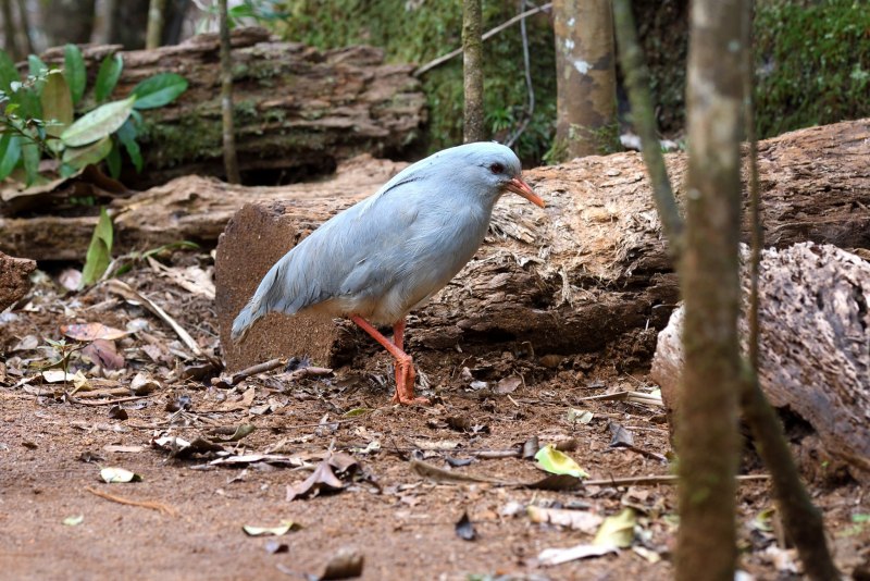 Кагу (Rhynochetos jubatus)
