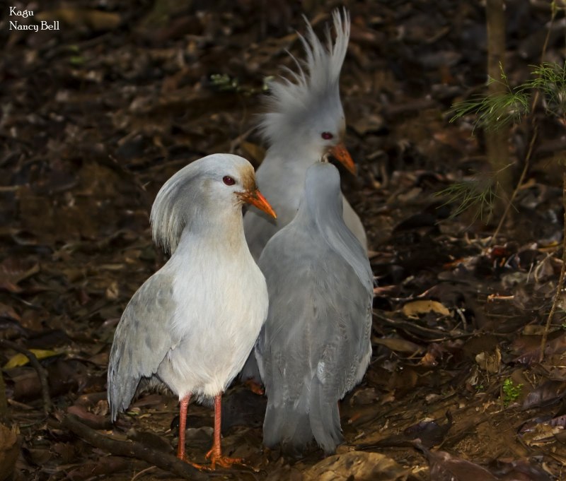 Кагу (Rhynochetos jubatus)