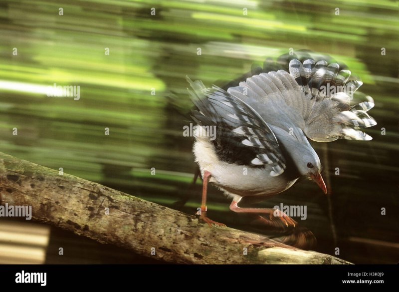 Digital Birds
