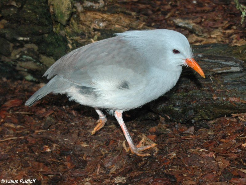 Kagu