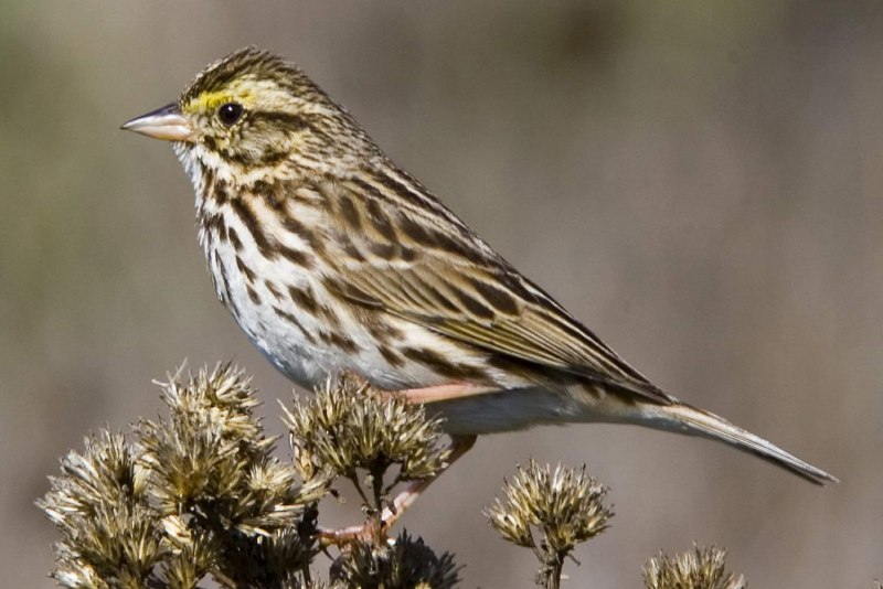 Птица Cuculus canorus