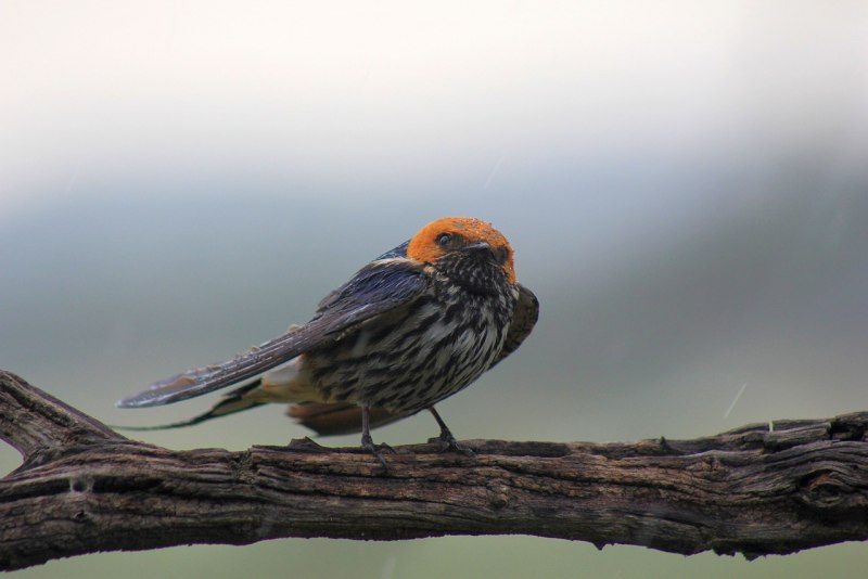 Thamnophilus doliatus