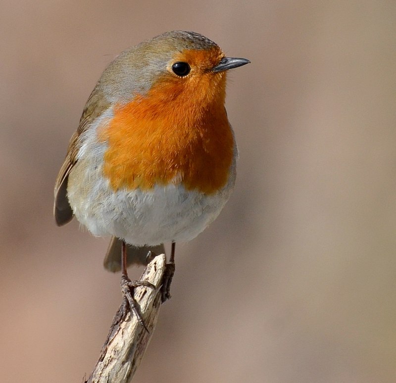 Robin Зарянка