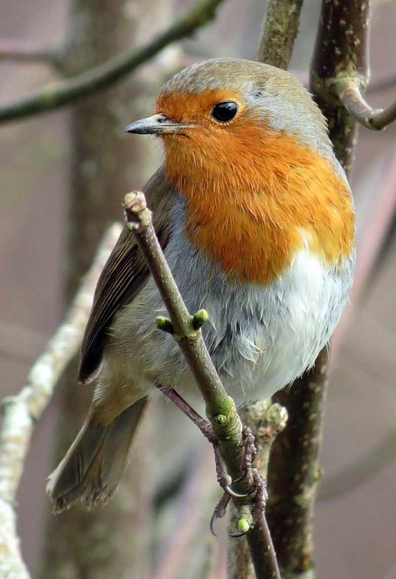 Зарянка – Erithacus rubecula