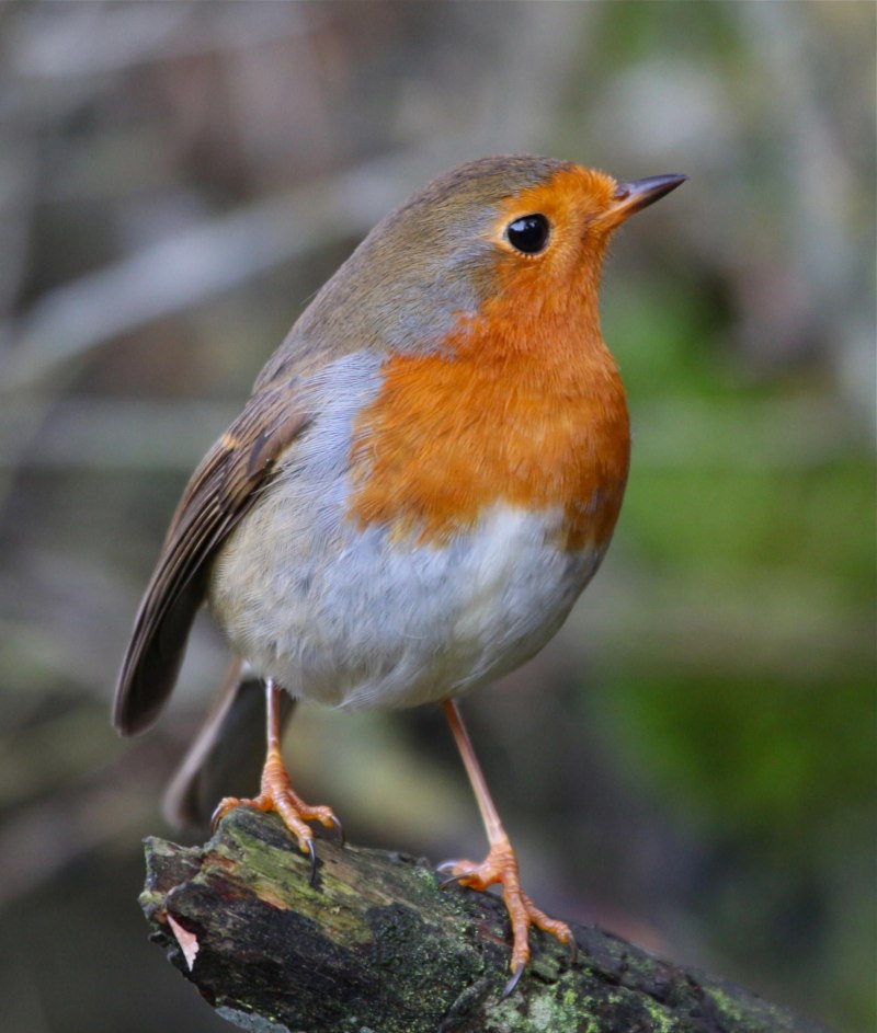 Burung Robin