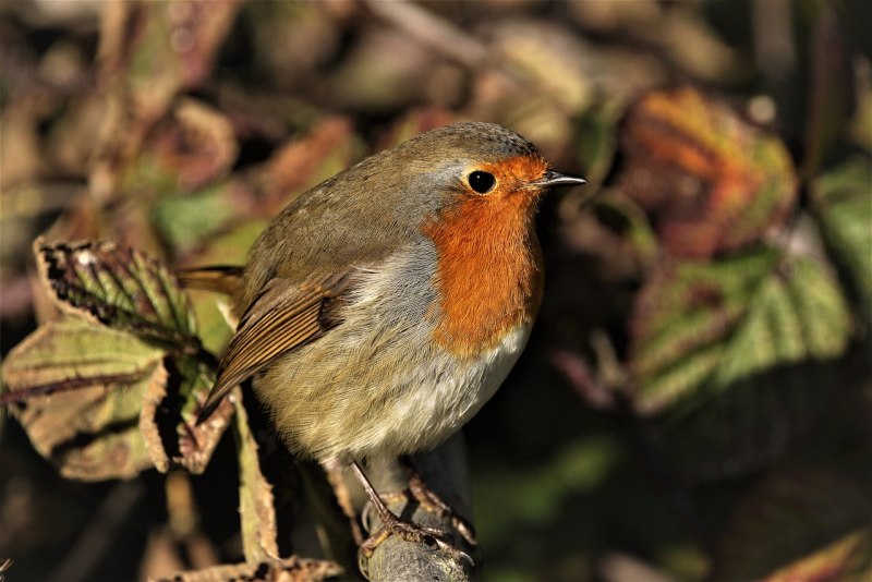 Robin Redbreast птица