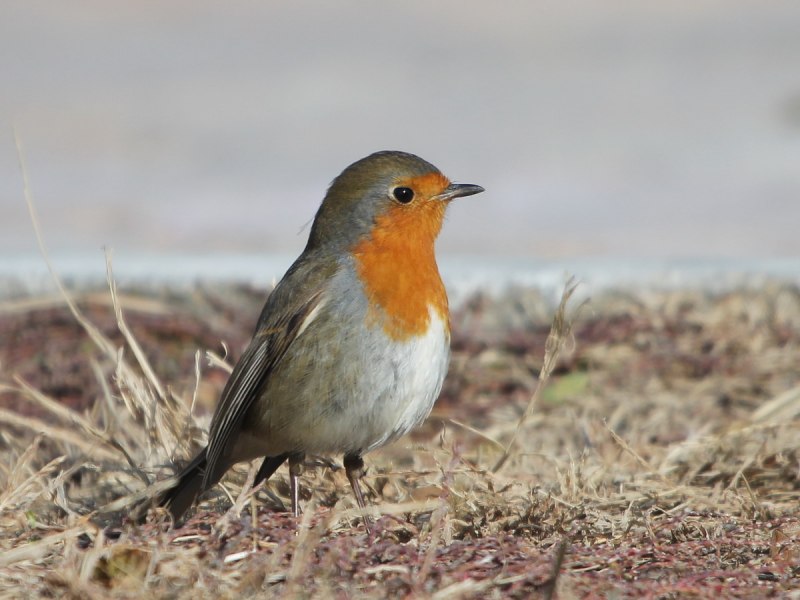 Европейский Робин (Erithacus rubecula)