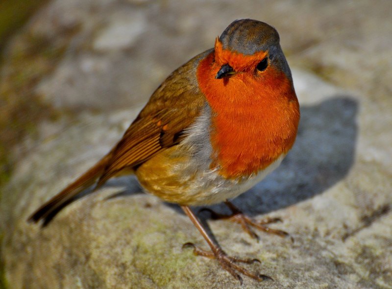 Erithacus rubecula Малиновка