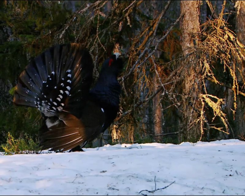 Глухарь птица самка