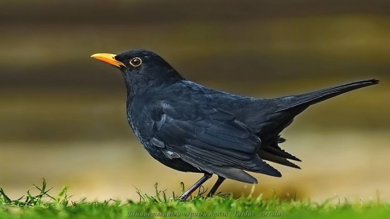 Blackbird птица