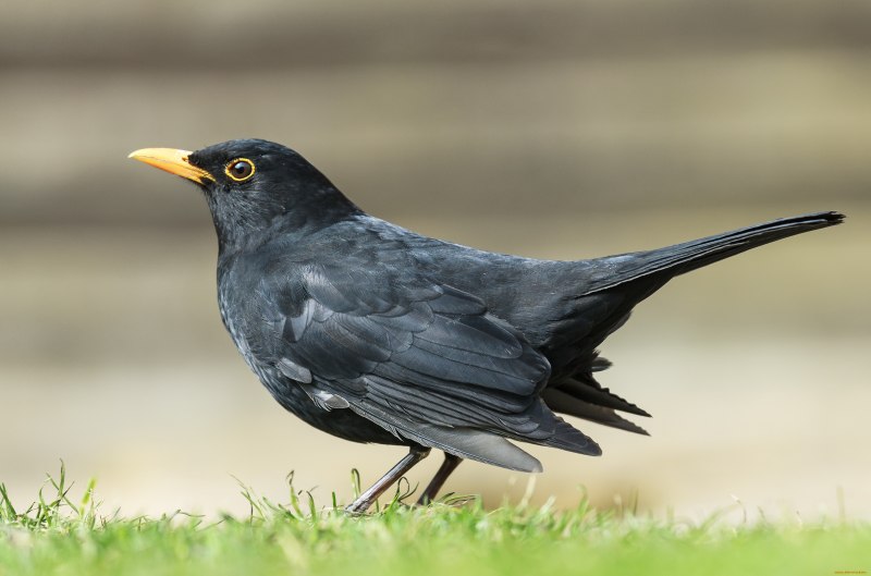 Blackbird Blackbird
